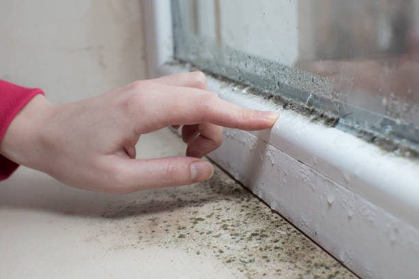 Best Water Damage & Mold Remediation  in West Terre Haute, IN